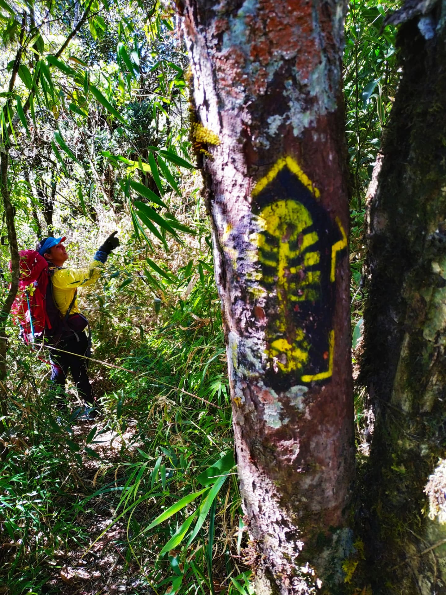 Trilha sinalizada na mata, com marcador amarelo pintado em um tronco