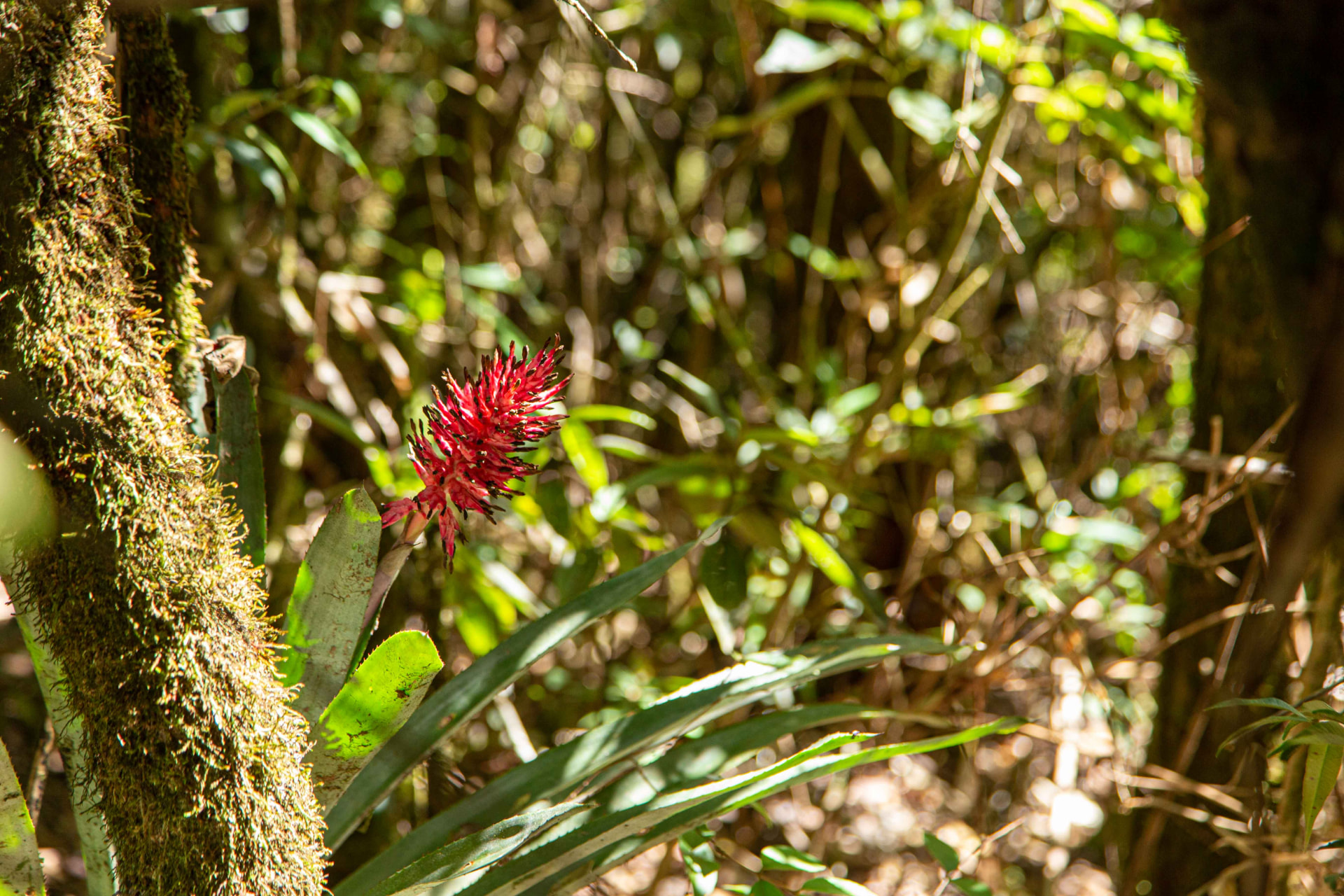 Flora da Mata Atlântica